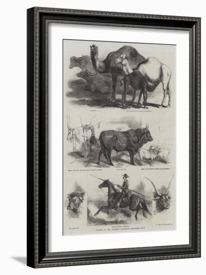 Animals at the Florence Exhibition-Harrison William Weir-Framed Giclee Print