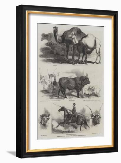 Animals at the Florence Exhibition-Harrison William Weir-Framed Giclee Print