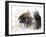 Animals (birds) 41 (drawing)-Ralph Steadman-Framed Giclee Print