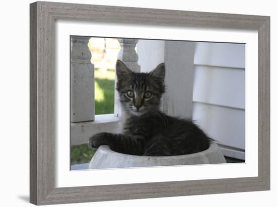 Animals Cats Kitten in Bowl-Jeff Rasche-Framed Photographic Print