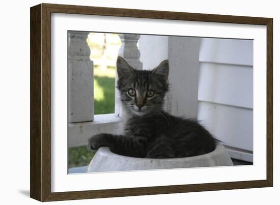 Animals Cats Kitten in Bowl-Jeff Rasche-Framed Photographic Print