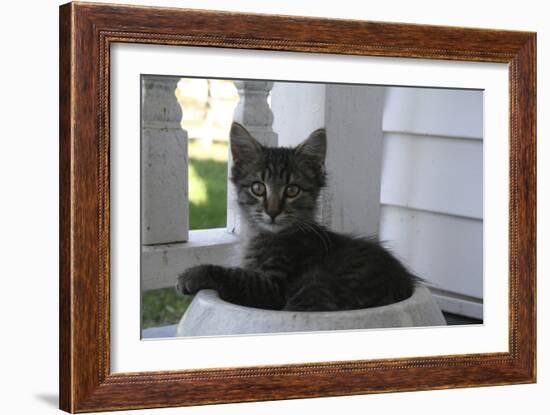 Animals Cats Kitten in Bowl-Jeff Rasche-Framed Photographic Print