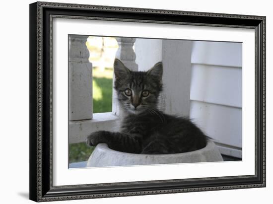 Animals Cats Kitten in Bowl-Jeff Rasche-Framed Photographic Print