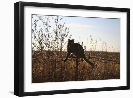 Animals Cats-Jeff Rasche-Framed Photographic Print