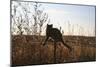 Animals Cats-Jeff Rasche-Mounted Photographic Print