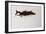 Animals (fish), Whale, 1987 (ink on paper)-Ralph Steadman-Framed Giclee Print