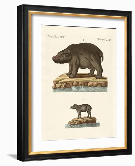 Animals from Hot Countries-null-Framed Giclee Print