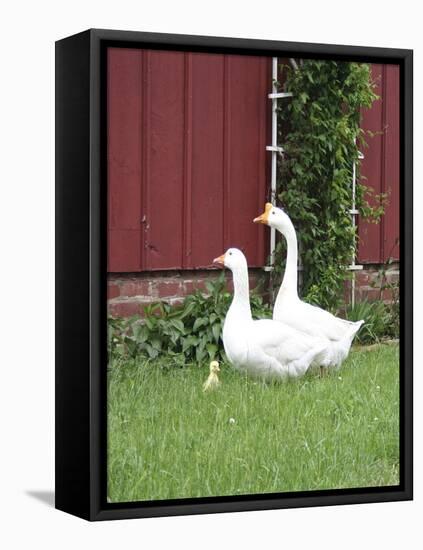 Animals Geese Family-Jeff Rasche-Framed Premier Image Canvas