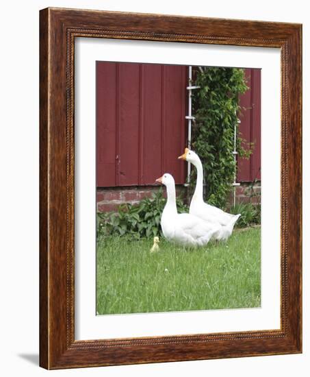 Animals Geese Family-Jeff Rasche-Framed Photographic Print