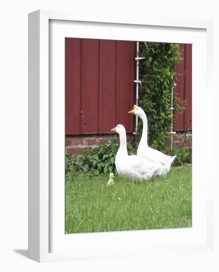 Animals Geese Family-Jeff Rasche-Framed Photographic Print