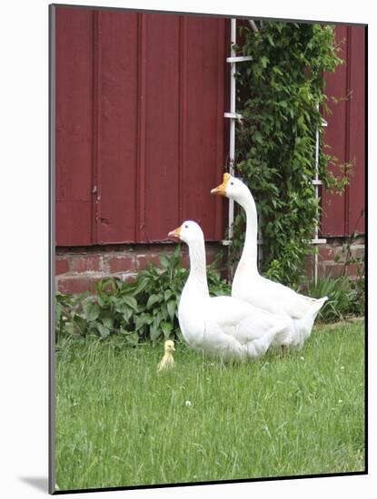 Animals Geese Family-Jeff Rasche-Mounted Photographic Print