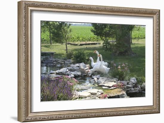 Animals Geese-Jeff Rasche-Framed Photographic Print