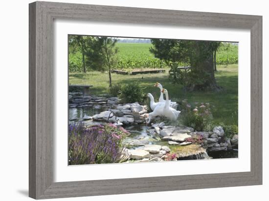 Animals Geese-Jeff Rasche-Framed Photographic Print