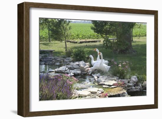 Animals Geese-Jeff Rasche-Framed Photographic Print