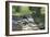 Animals Geese-Jeff Rasche-Framed Photographic Print