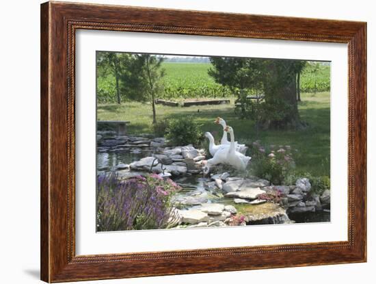 Animals Geese-Jeff Rasche-Framed Photographic Print