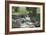 Animals Geese-Jeff Rasche-Framed Photographic Print