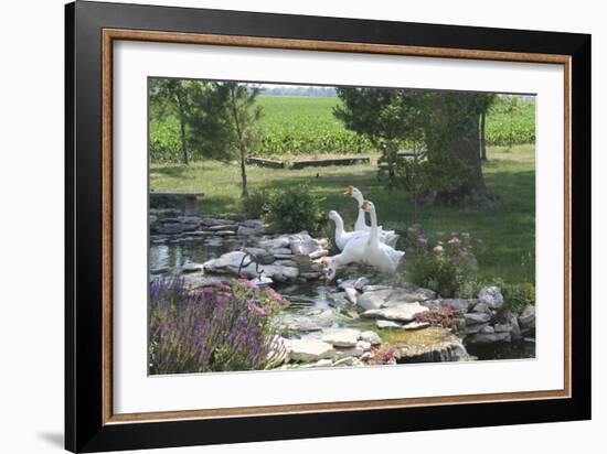 Animals Geese-Jeff Rasche-Framed Photographic Print