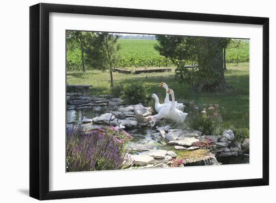 Animals Geese-Jeff Rasche-Framed Photographic Print