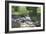 Animals Geese-Jeff Rasche-Framed Photographic Print