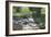 Animals Geese-Jeff Rasche-Framed Photographic Print