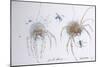 Animals (insects), Bernard the Lazy Spider, 1986 (ink on paper)-Ralph Steadman-Mounted Giclee Print