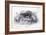 Animals, Skunk 19C-Col H Smith-Framed Art Print