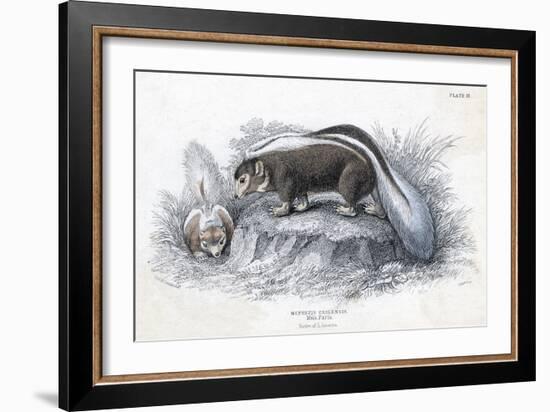 Animals, Skunk 19C-Col H Smith-Framed Art Print