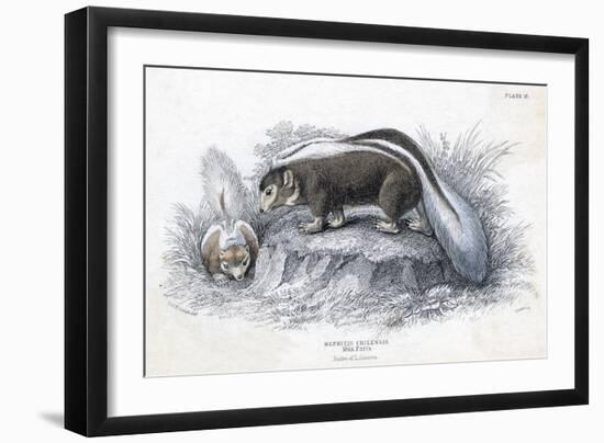 Animals, Skunk 19C-Col H Smith-Framed Art Print