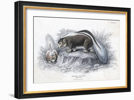Animals, Skunk 19C-Col H Smith-Framed Art Print