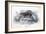 Animals, Skunk 19C-Col H Smith-Framed Art Print