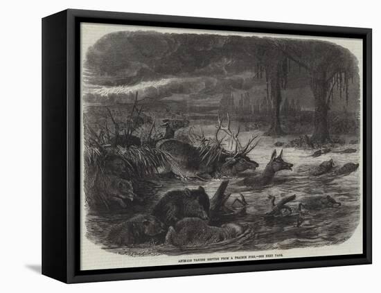 Animals Taking Refuge from a Prairie Fire-Johann Baptist Zwecker-Framed Premier Image Canvas