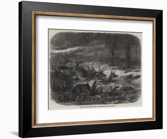 Animals Taking Refuge from a Prairie Fire-Johann Baptist Zwecker-Framed Giclee Print