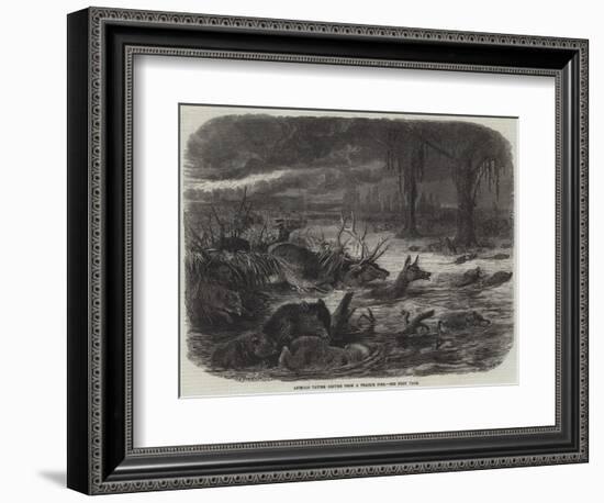 Animals Taking Refuge from a Prairie Fire-Johann Baptist Zwecker-Framed Giclee Print