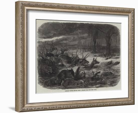 Animals Taking Refuge from a Prairie Fire-Johann Baptist Zwecker-Framed Giclee Print