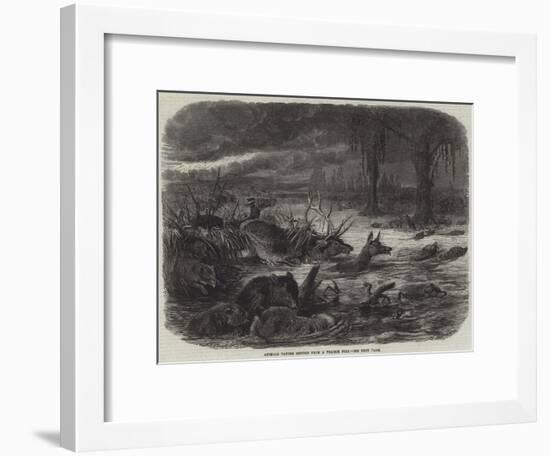 Animals Taking Refuge from a Prairie Fire-Johann Baptist Zwecker-Framed Giclee Print