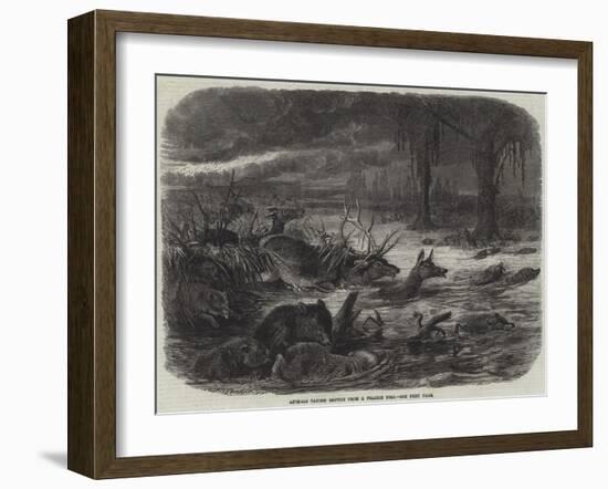 Animals Taking Refuge from a Prairie Fire-Johann Baptist Zwecker-Framed Giclee Print