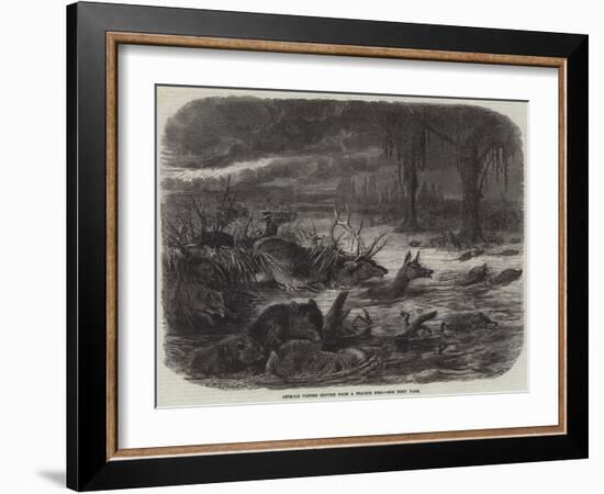 Animals Taking Refuge from a Prairie Fire-Johann Baptist Zwecker-Framed Giclee Print