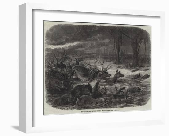 Animals Taking Refuge from a Prairie Fire-Johann Baptist Zwecker-Framed Giclee Print