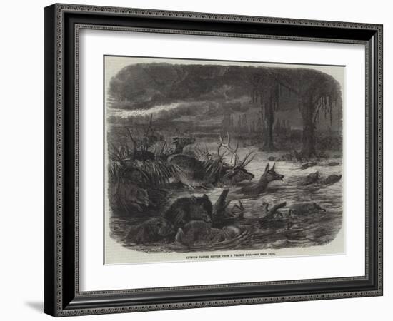 Animals Taking Refuge from a Prairie Fire-Johann Baptist Zwecker-Framed Giclee Print