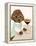 Animated Animals I-Tara Royle-Framed Stretched Canvas