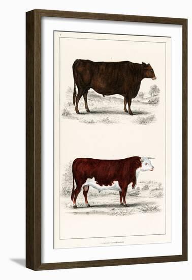 Animated Nature – A Portrait of an Ox and Bull-Vintage Reproduction-Framed Art Print