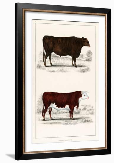 Animated Nature – A Portrait of an Ox and Bull-Vintage Reproduction-Framed Art Print