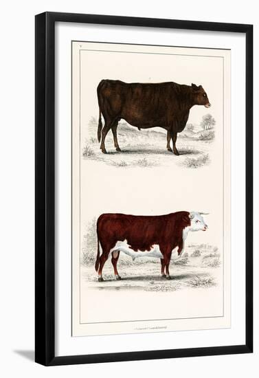 Animated Nature – A Portrait of an Ox and Bull-Vintage Reproduction-Framed Art Print