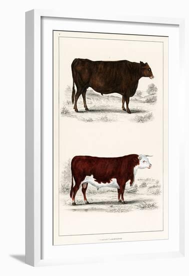 Animated Nature – A Portrait of an Ox and Bull-Vintage Reproduction-Framed Art Print