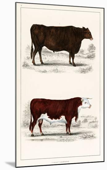 Animated Nature – A Portrait of an Ox and Bull-Vintage Reproduction-Mounted Art Print