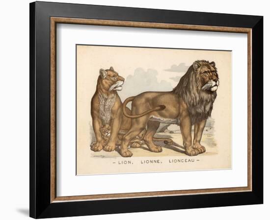 Animaux d'Afrique, Lion-null-Framed Art Print