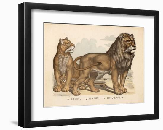 Animaux d'Afrique, Lion-null-Framed Art Print