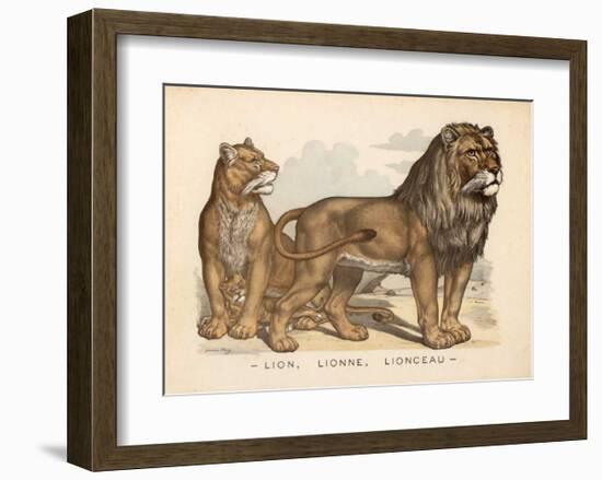 Animaux d'Afrique, Lion-null-Framed Art Print