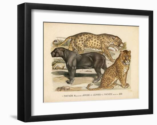 Animaux d'Afrique, Panthere-null-Framed Art Print